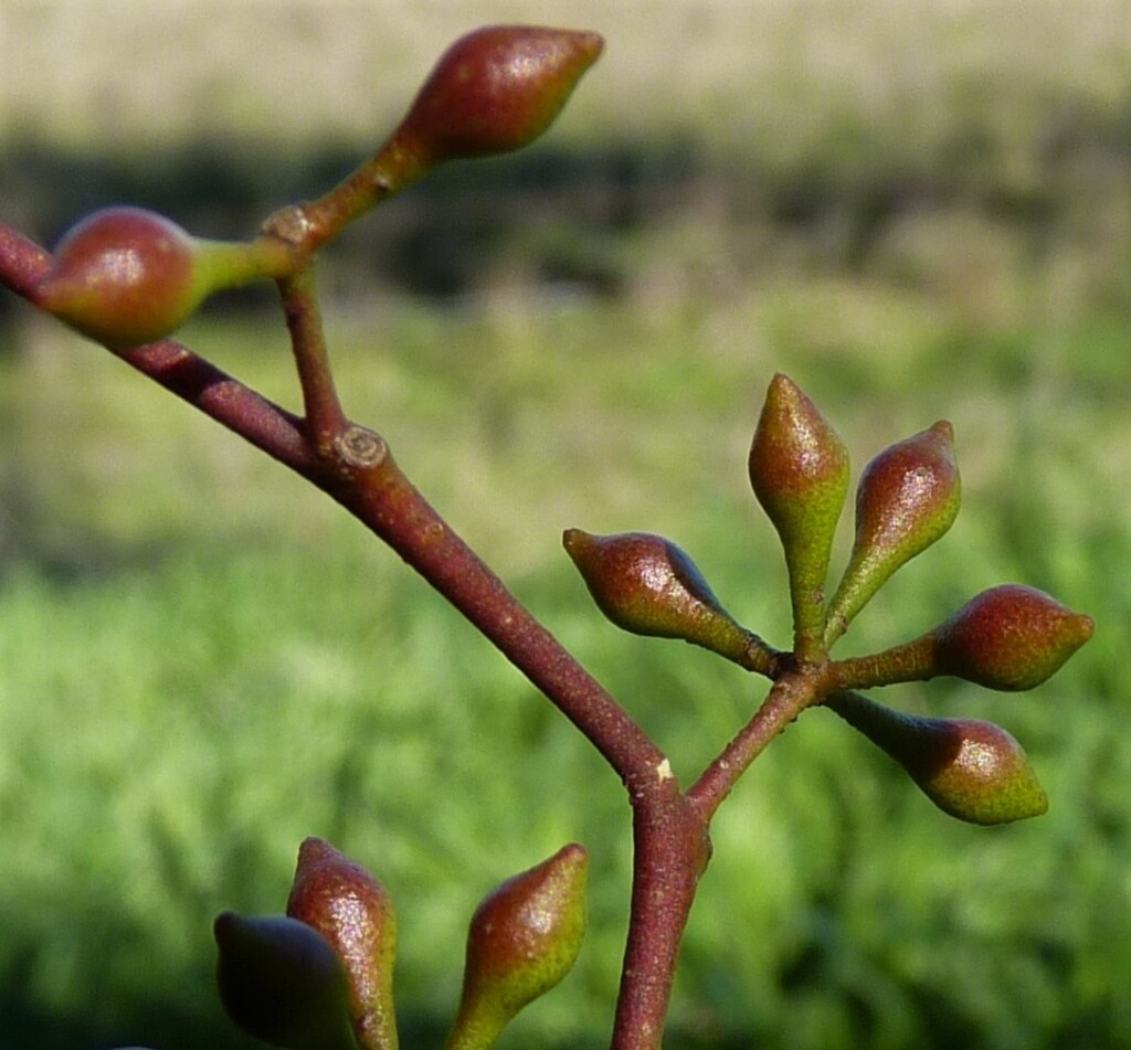 Eucalyptus melliodora (hero image)