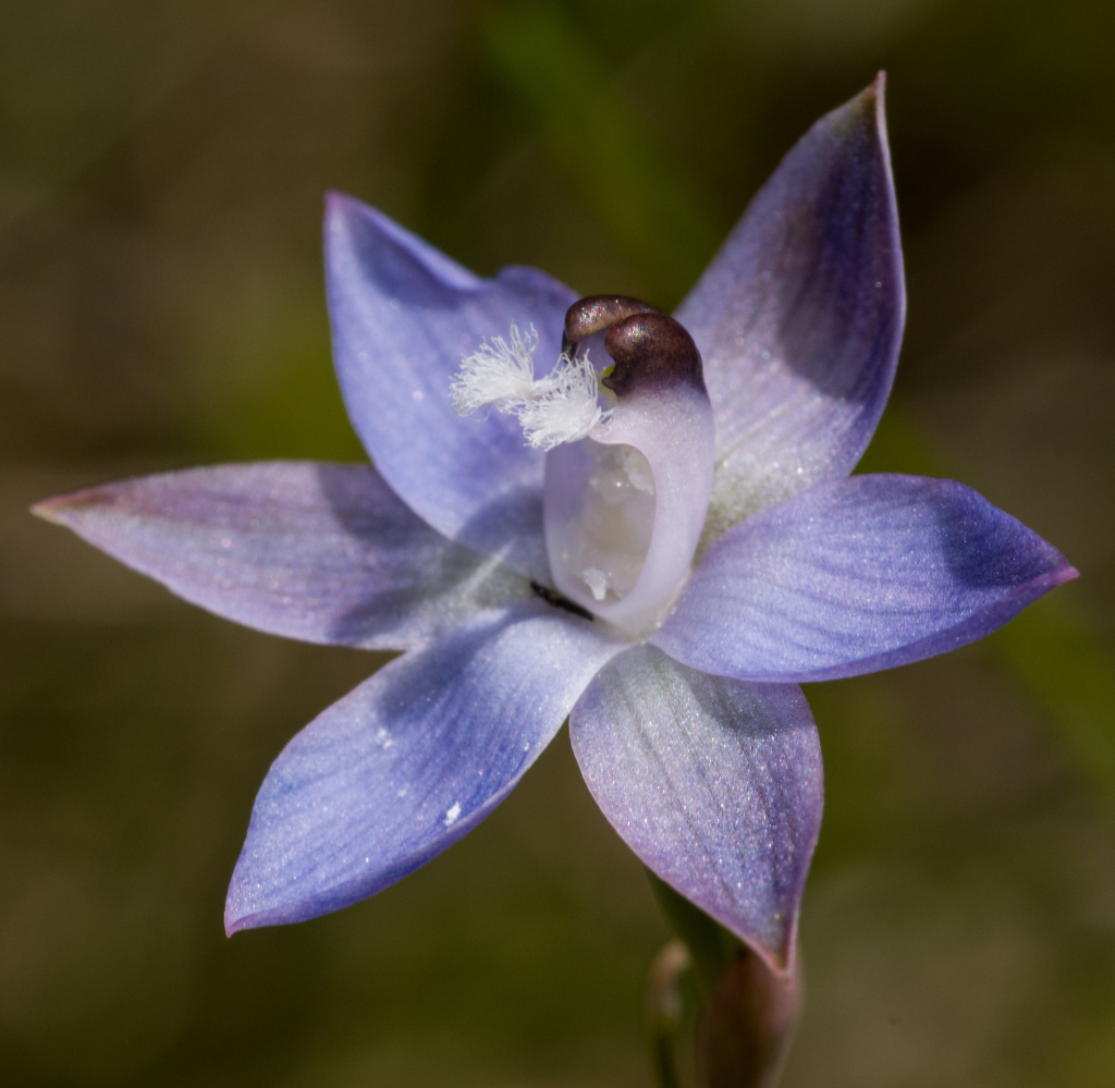 Thelymitra reflexa (hero image)