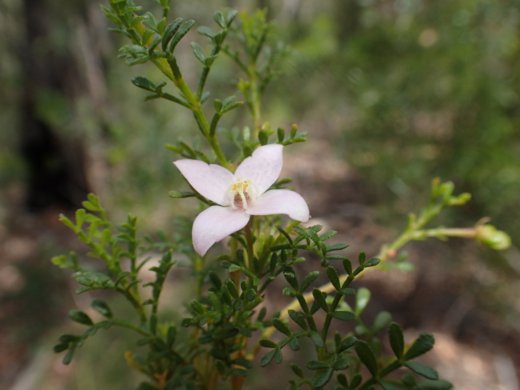 Boronia galbraithiae (hero image)