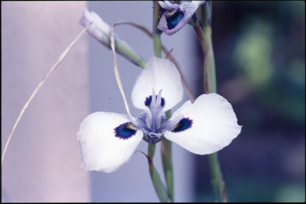 Moraea aristata (hero image)