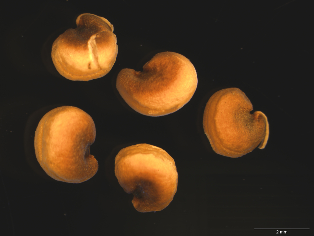 Tecticornia triandra (hero image)