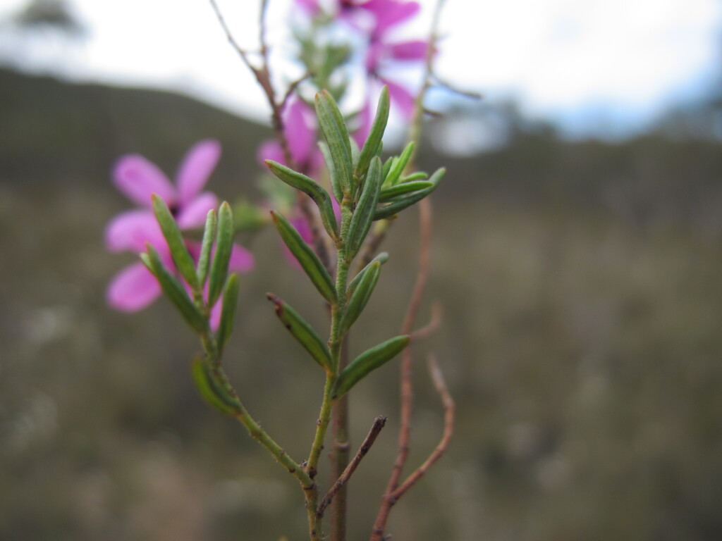 Tetratheca pilosa subsp. pilosa (hero image)