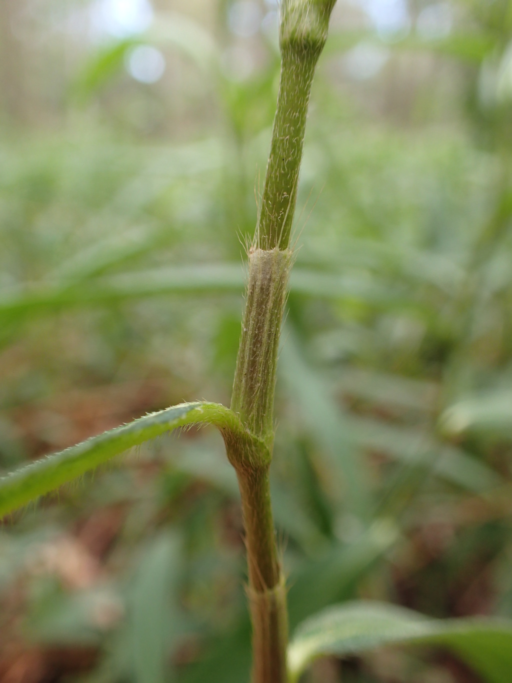 Persicaria subsessilis (hero image)