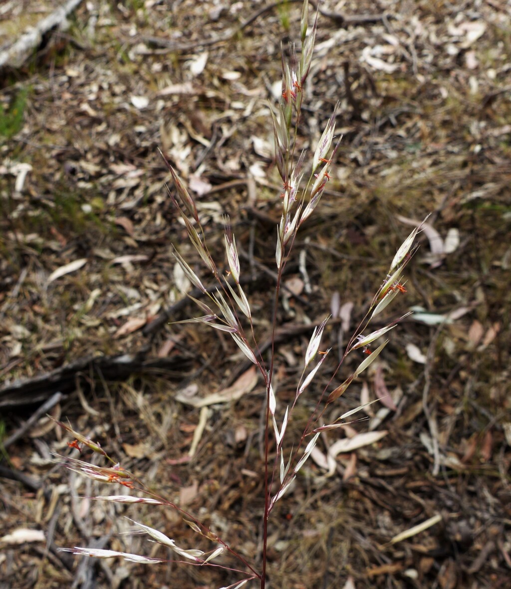 Rytidosperma pallidum (hero image)