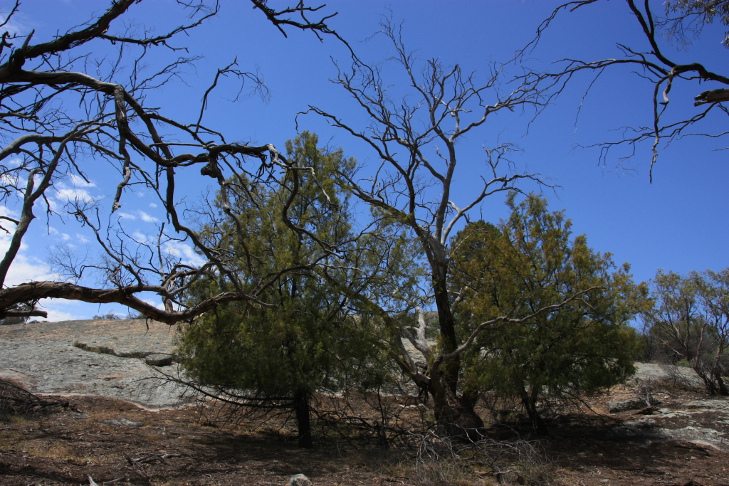 Callitris glaucophylla (hero image)