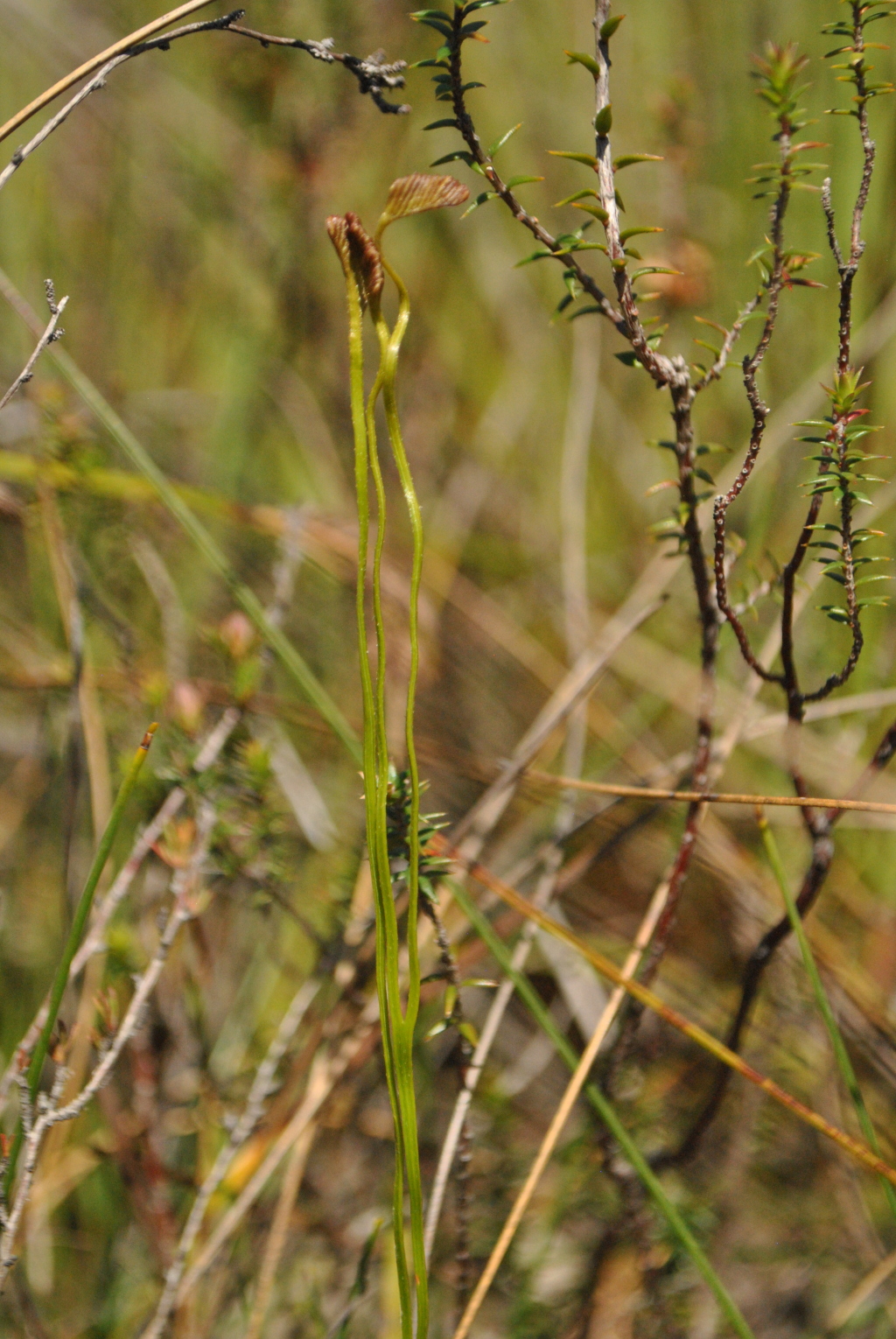 Schizaeaceae (hero image)