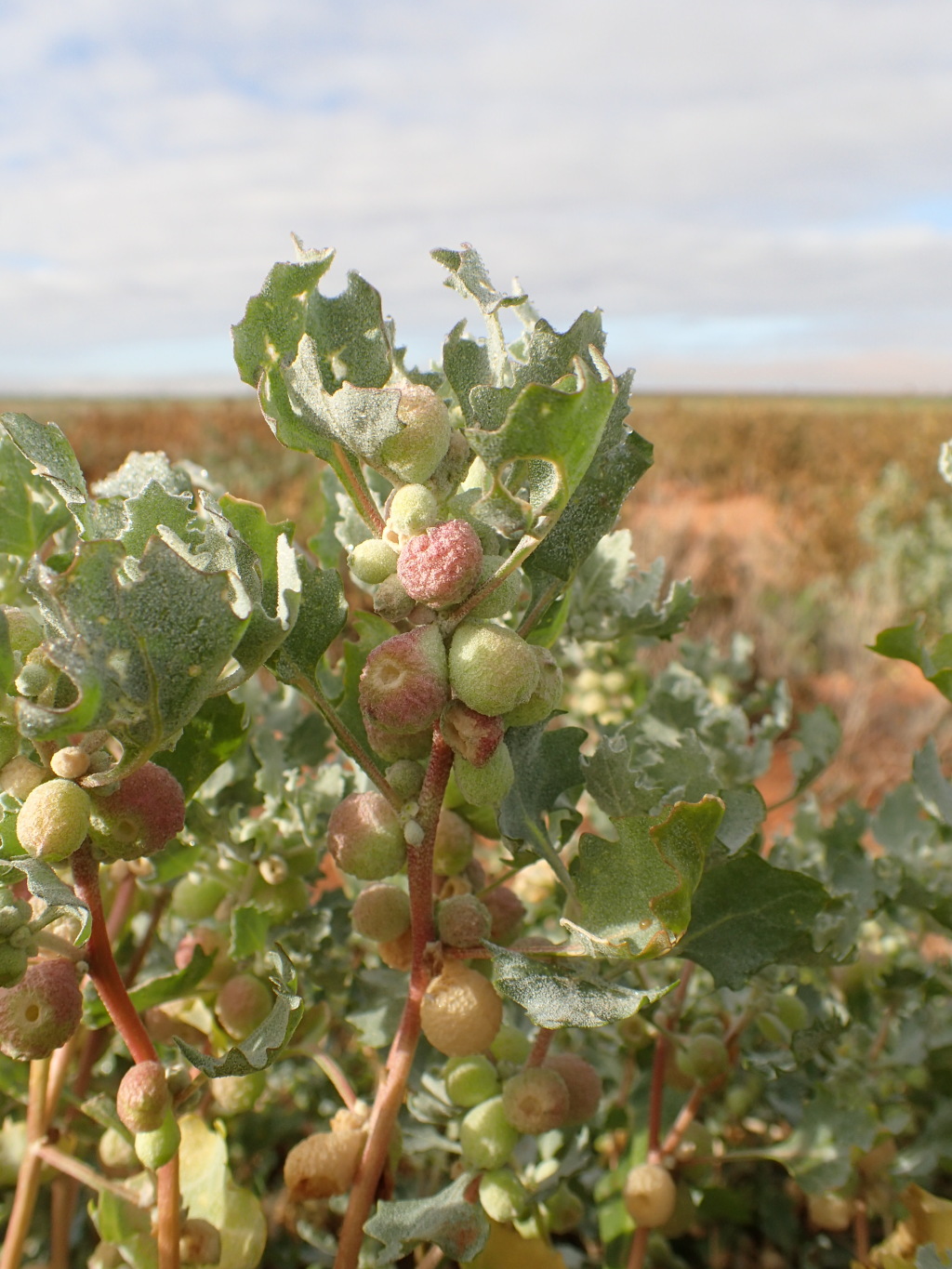 Atriplex holocarpa (hero image)