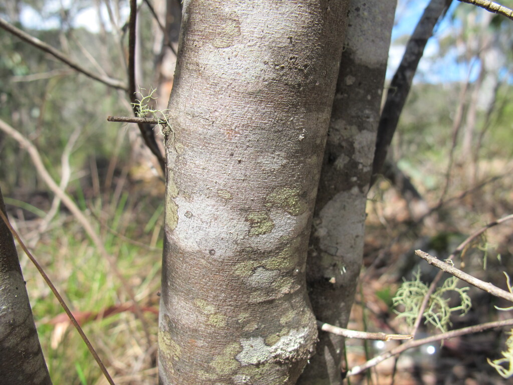 Pomaderris prunifolia var. prunifolia (hero image)