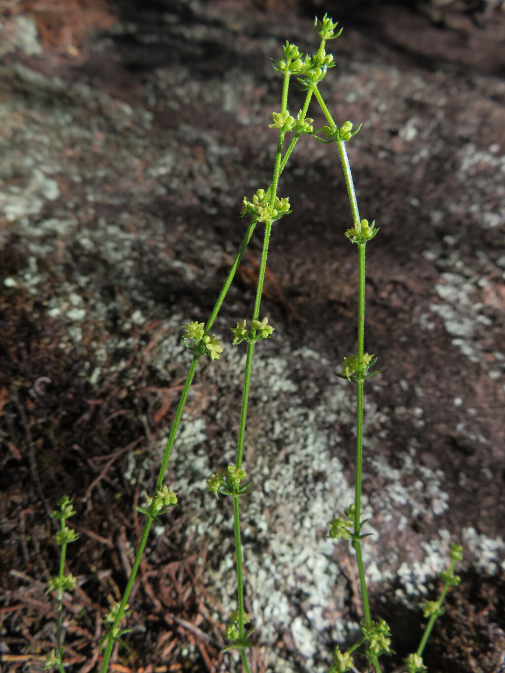 Galium gaudichaudii subsp. gaudichaudii (hero image)