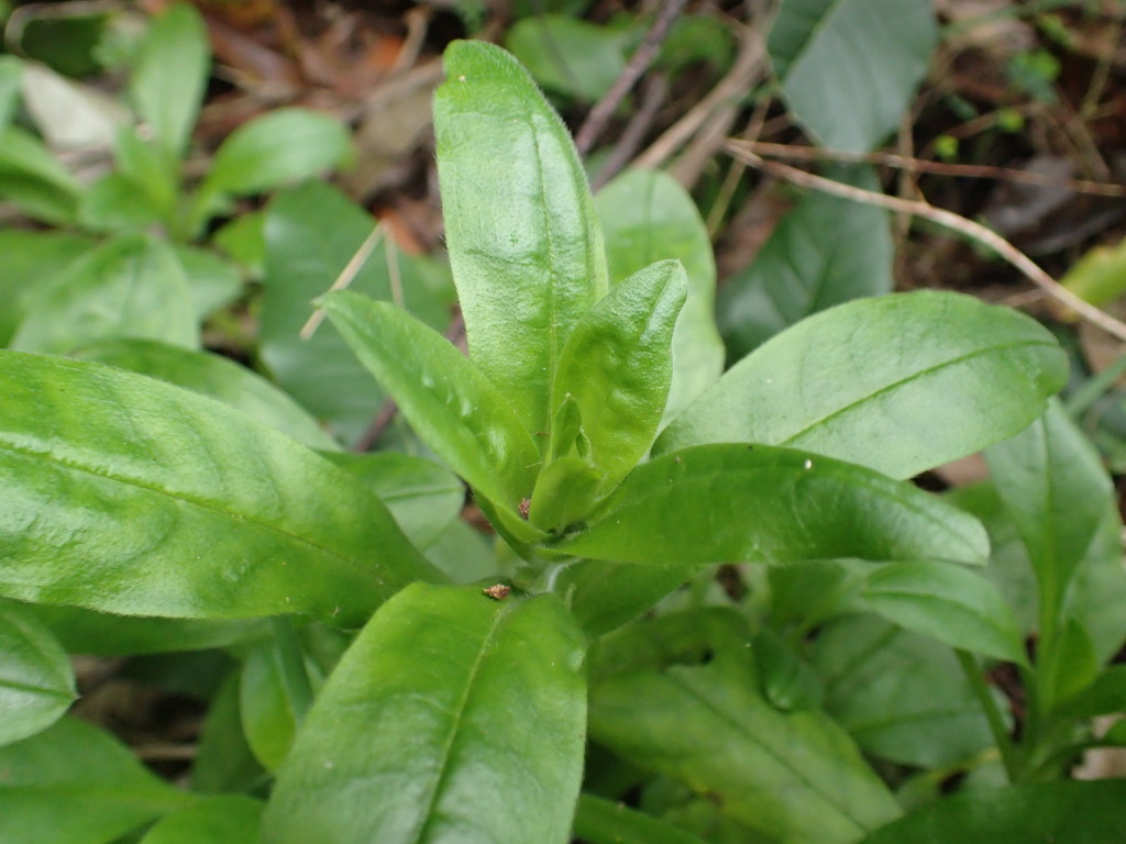 Myosotis sylvatica (hero image)