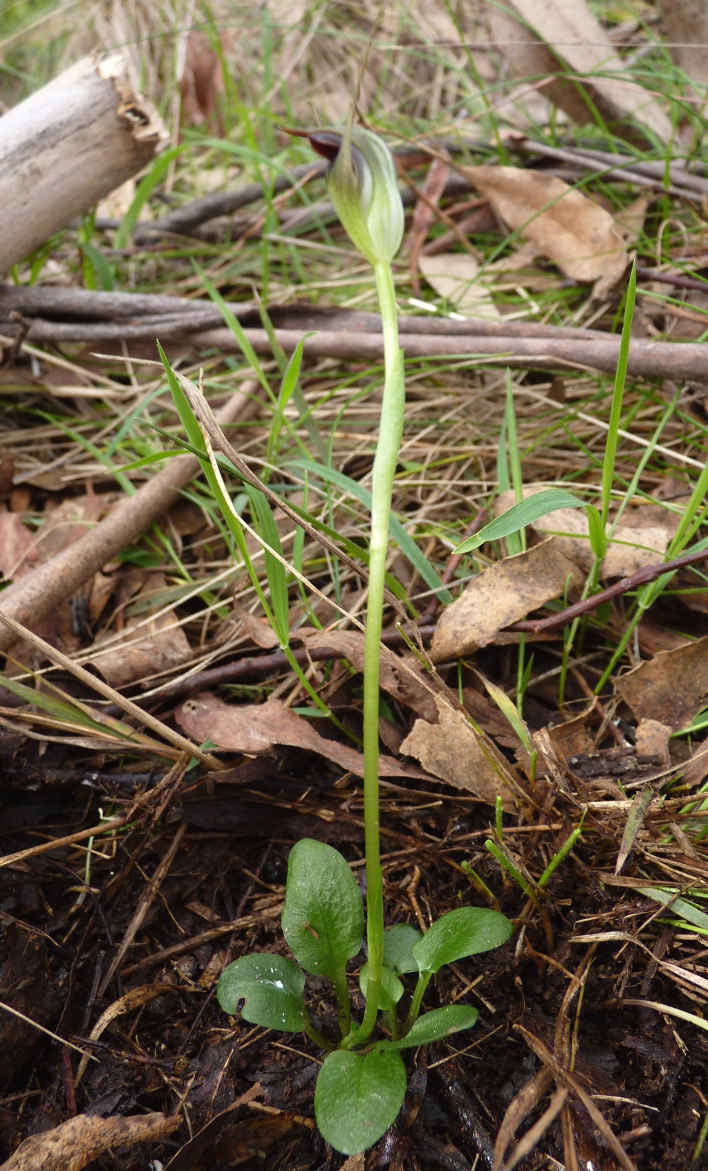 Pterostylis pedunculata (hero image)