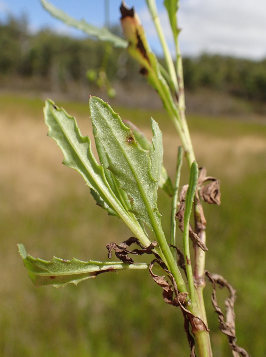 Senecio psilocarpus (hero image)