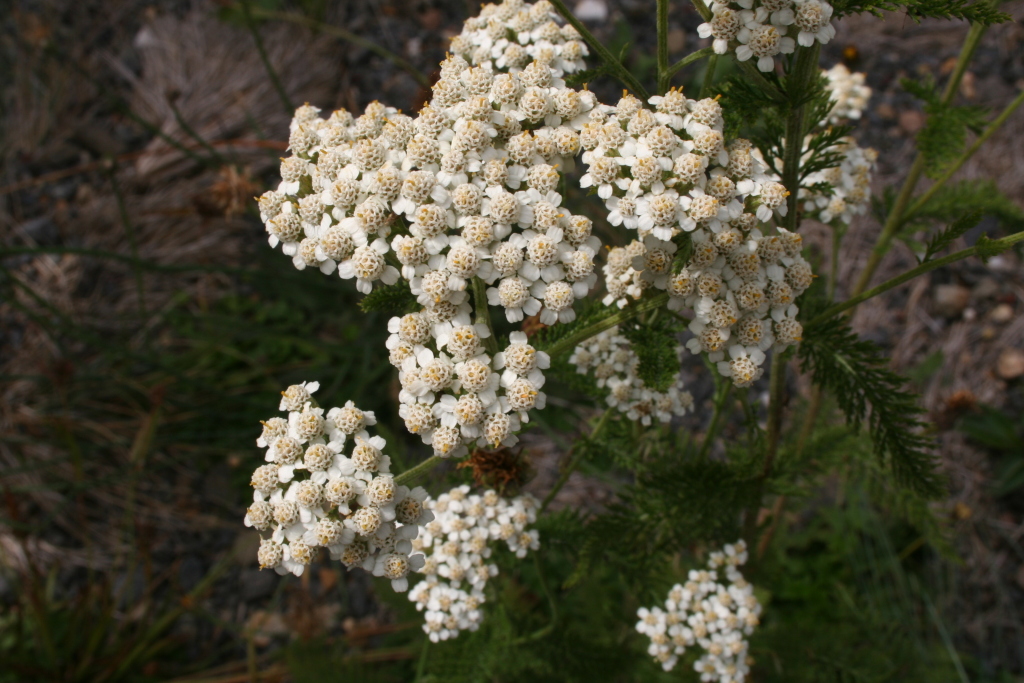 Achillea millefolium (hero image)