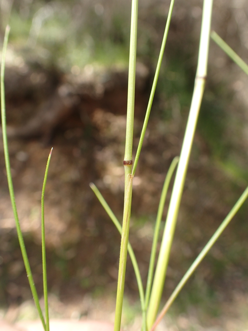 Festuca (hero image)