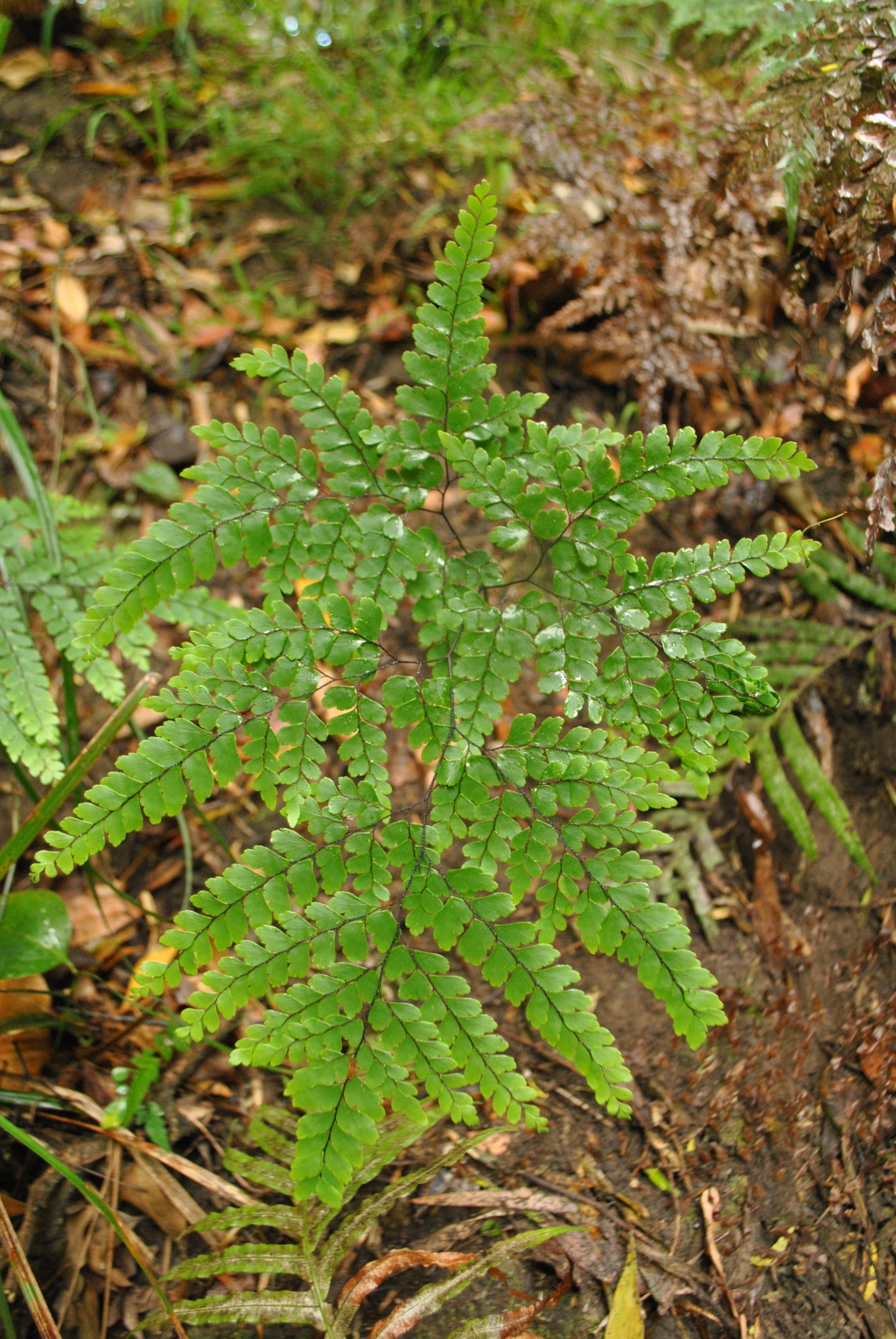 Adiantum formosum (hero image)