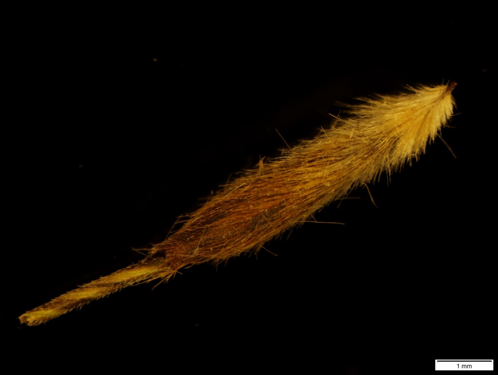 Austrostipa curticoma (hero image)