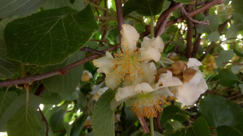 Actinidia chinensis var. deliciosa (hero image)