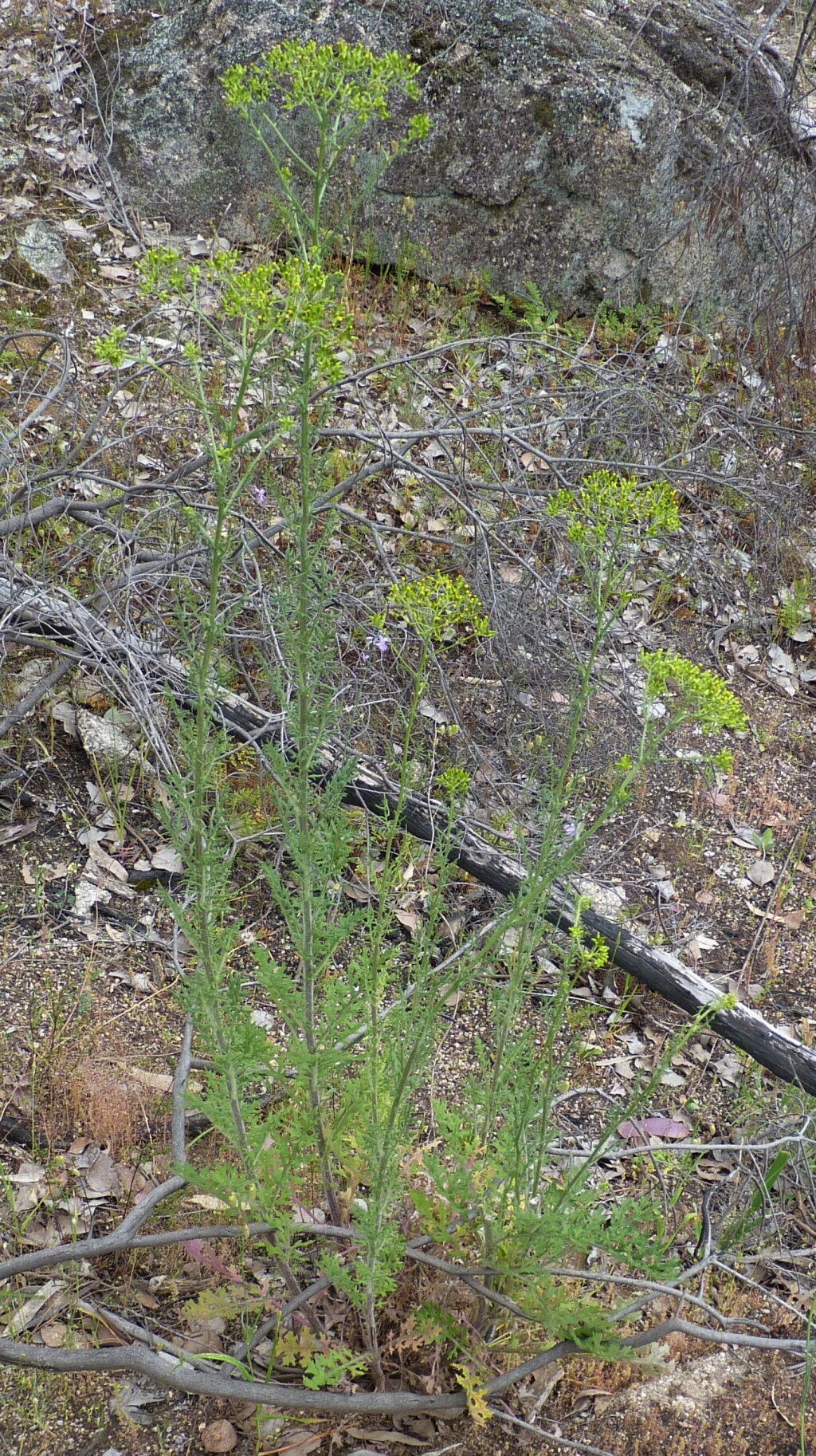 Senecio bathurstianus (hero image)