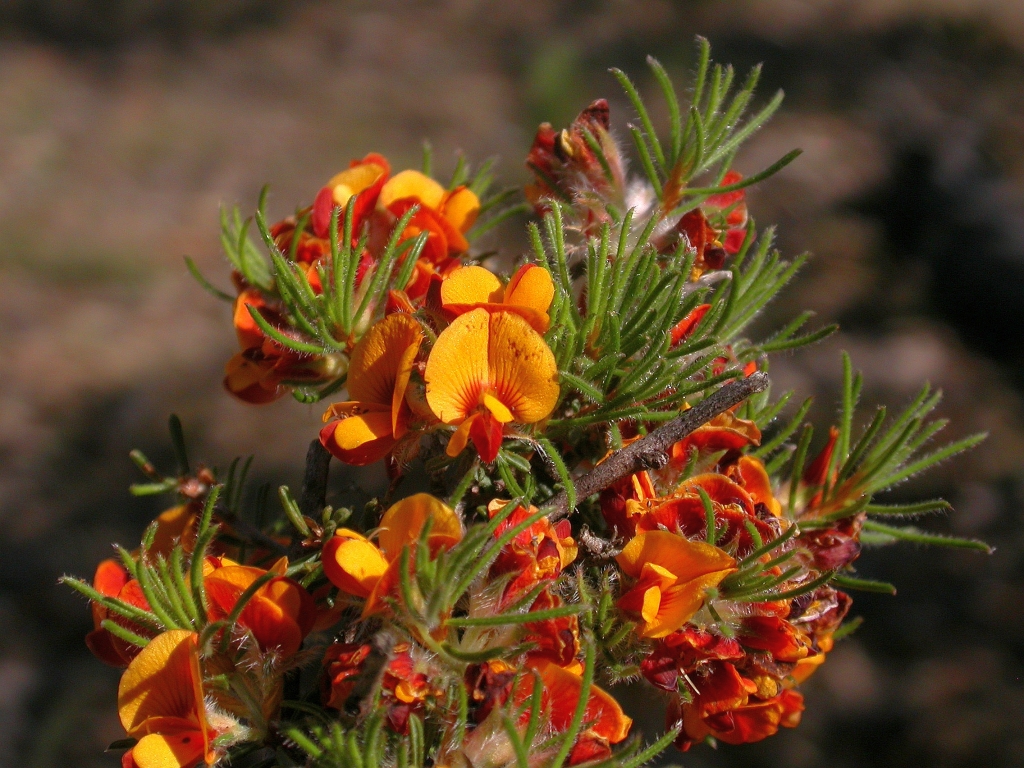 Pultenaea laxiflora (hero image)