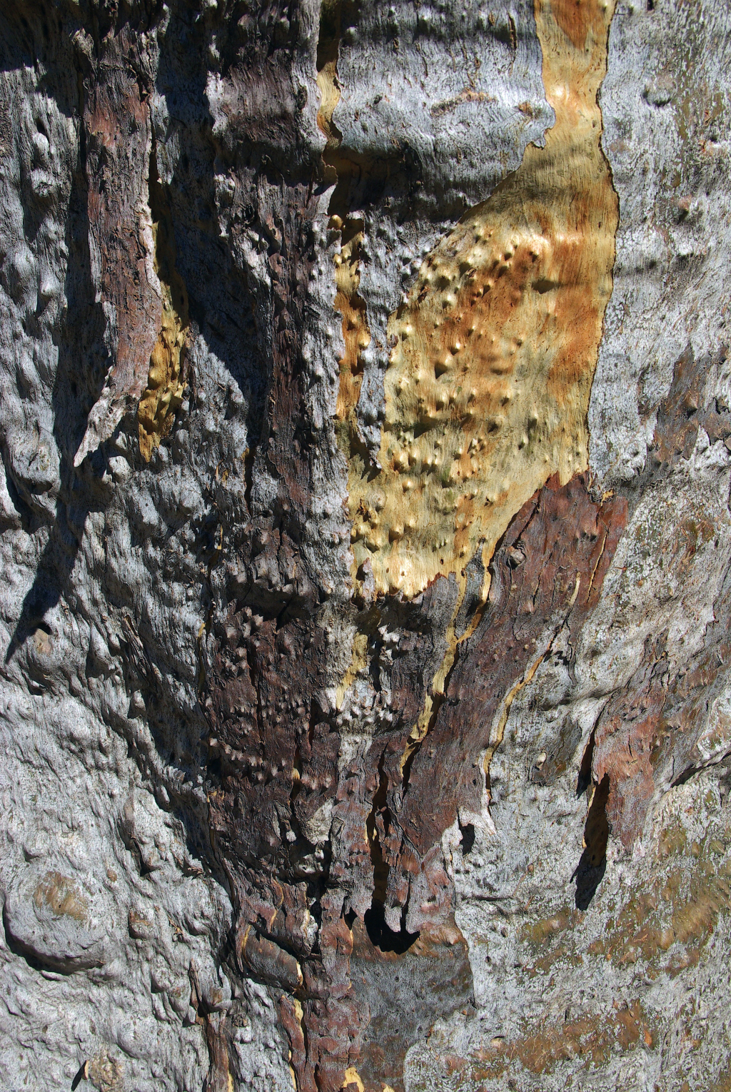 Eucalyptus camaldulensis subsp. camaldulensis (hero image)