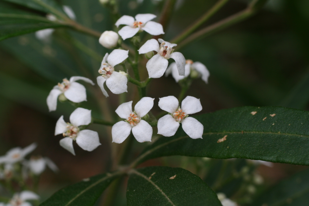 Zieria arborescens (hero image)