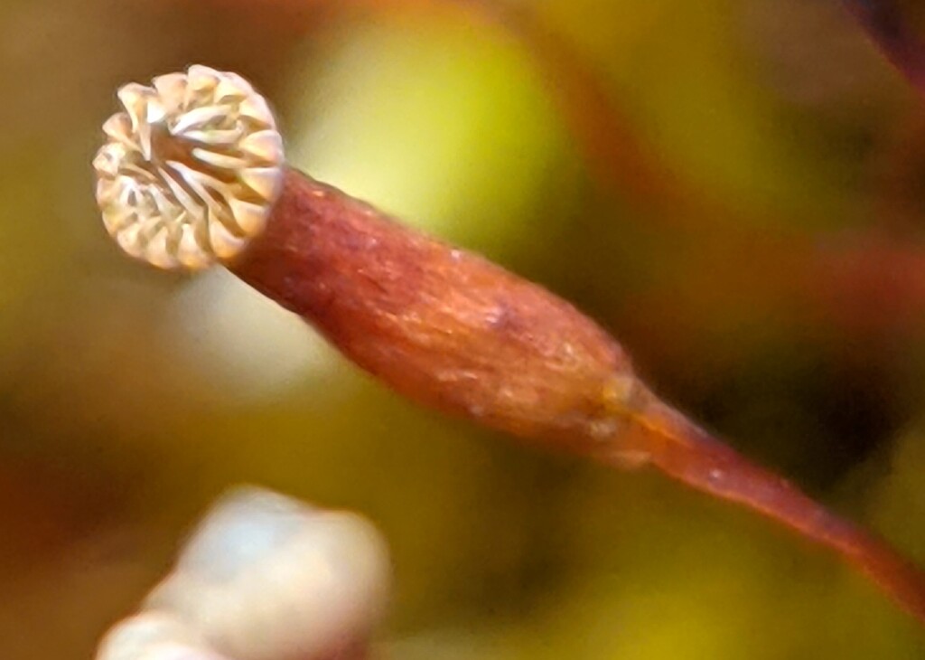 Sematophyllum homomallum (hero image)