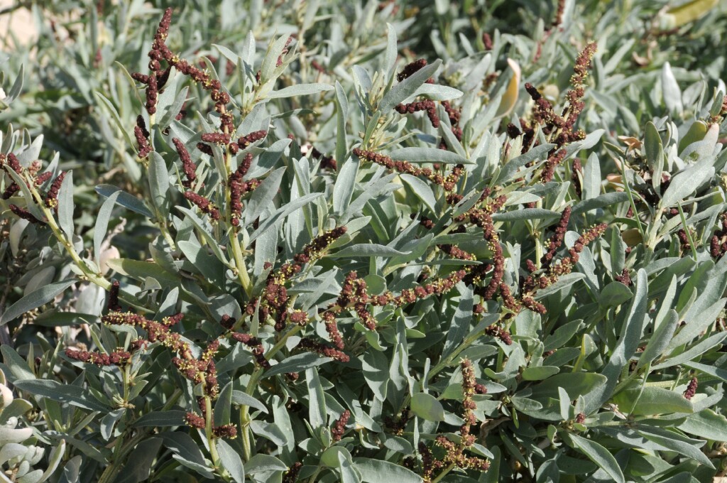 Atriplex cinerea (hero image)