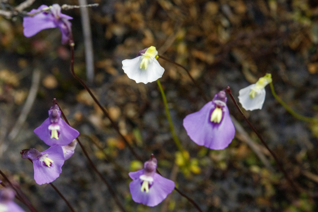 Utricularia grampiana (hero image)