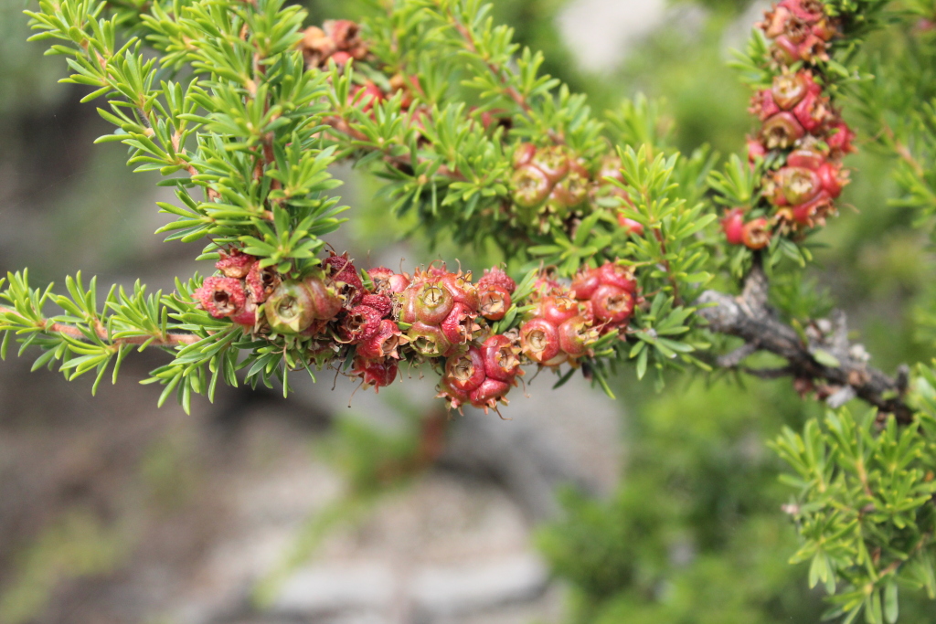 Kunzea ambigua (hero image)