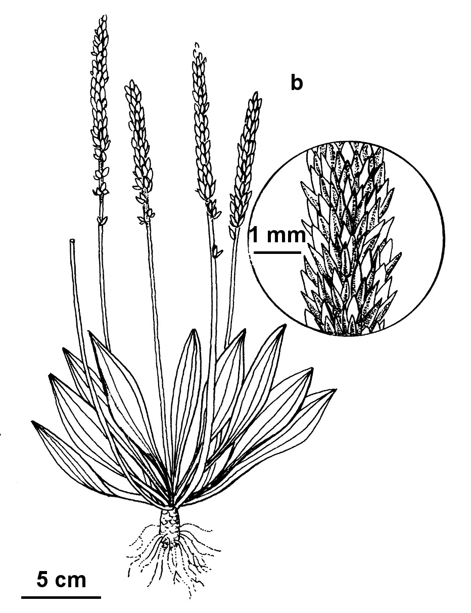 Plantago australis (hero image)