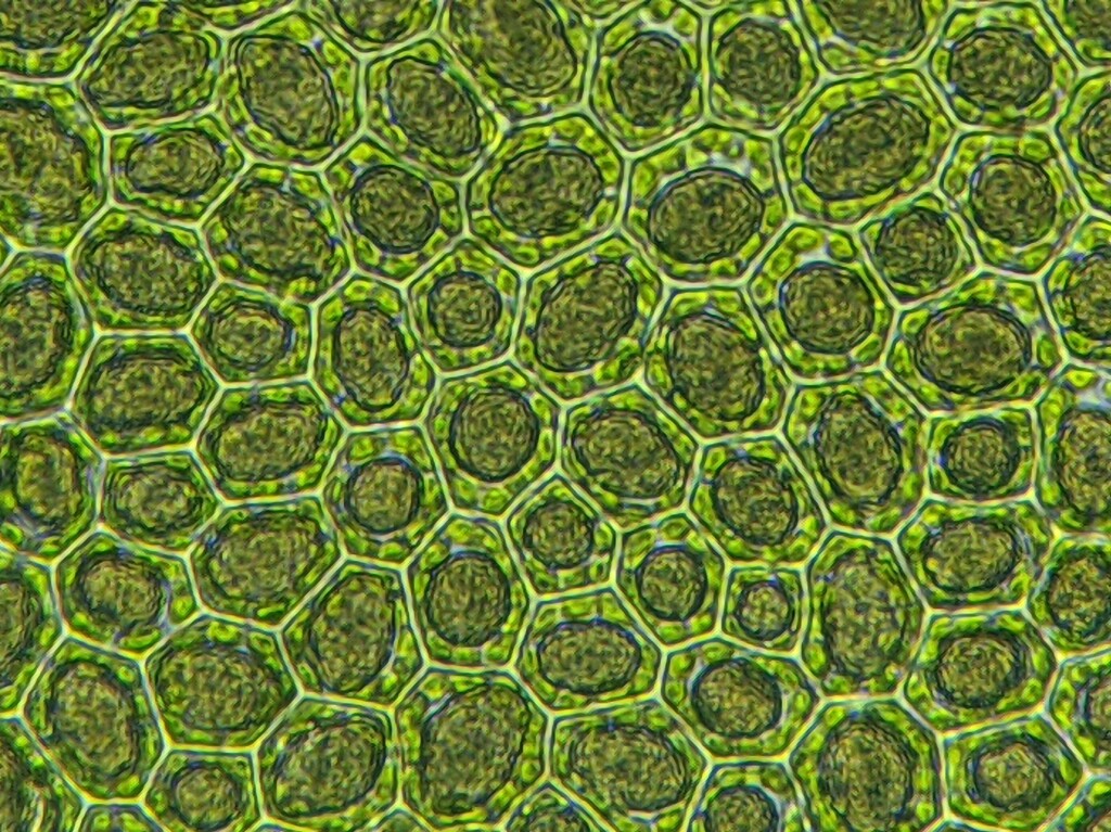 Radula australiana (hero image)
