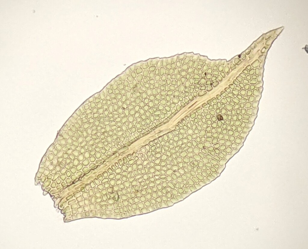 Calomnion complanatum (hero image)