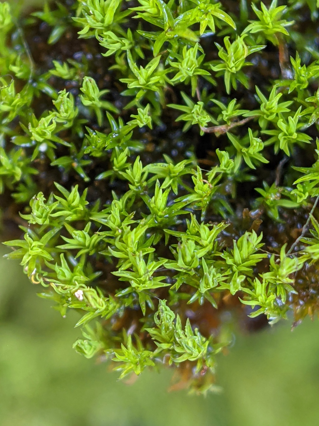Gymnostomum calcareum (hero image)