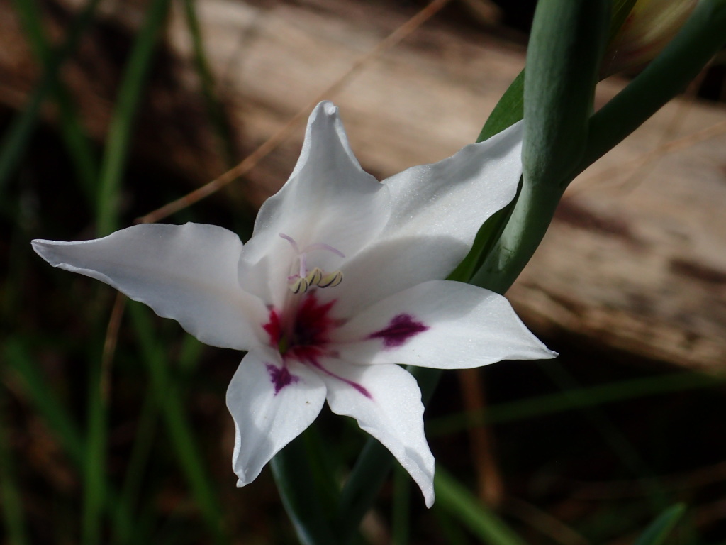 Gladiolus carneus (hero image)