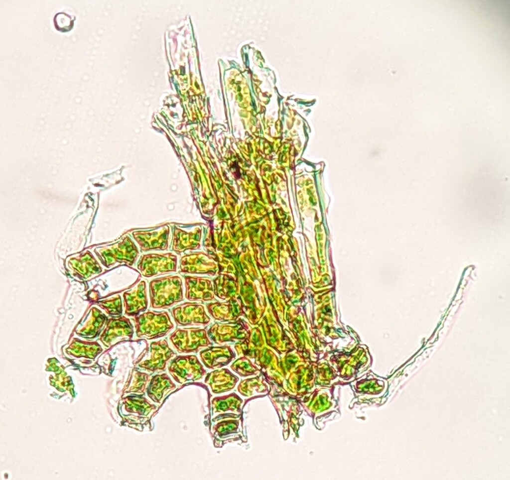 Psiloclada (hero image)