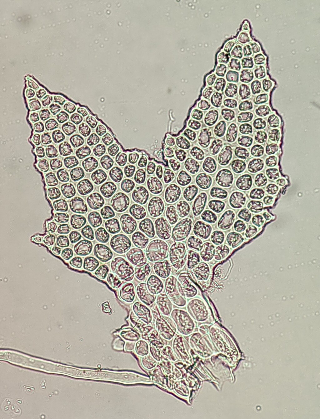 Cephaloziella hirta (hero image)