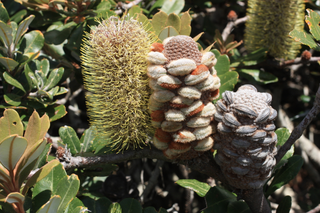 Banksia saxicola (hero image)