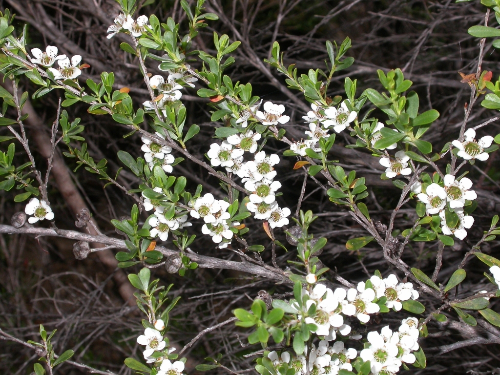 Leptospermum obovatum (hero image)