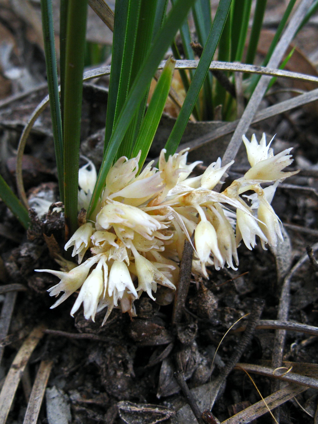 Lomandra effusa (hero image)