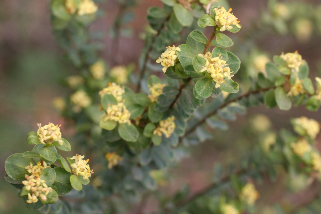 Pimelea flava subsp. flava (hero image)