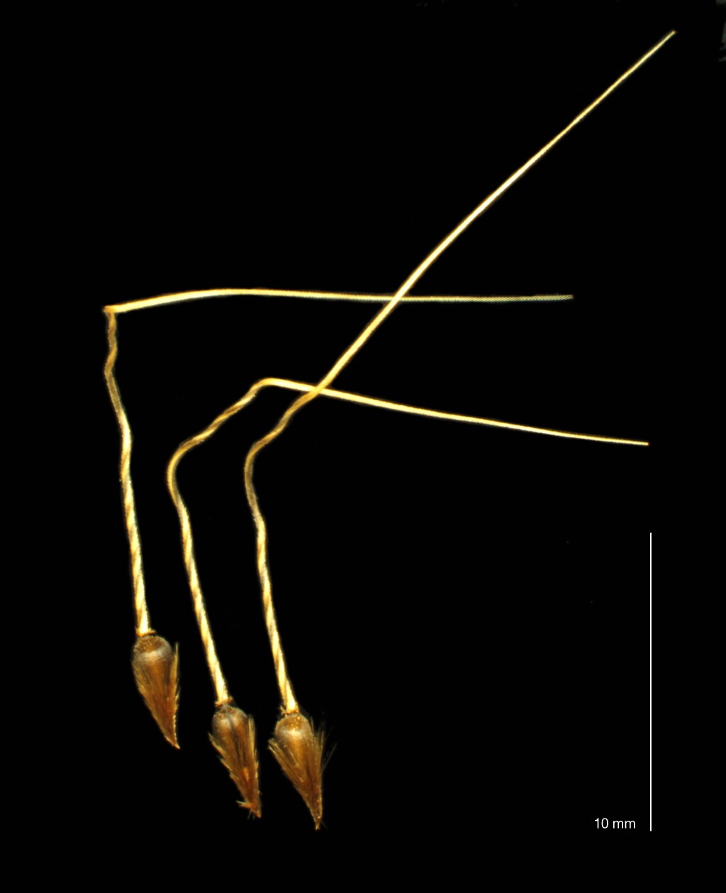 Piptochaetium (hero image)