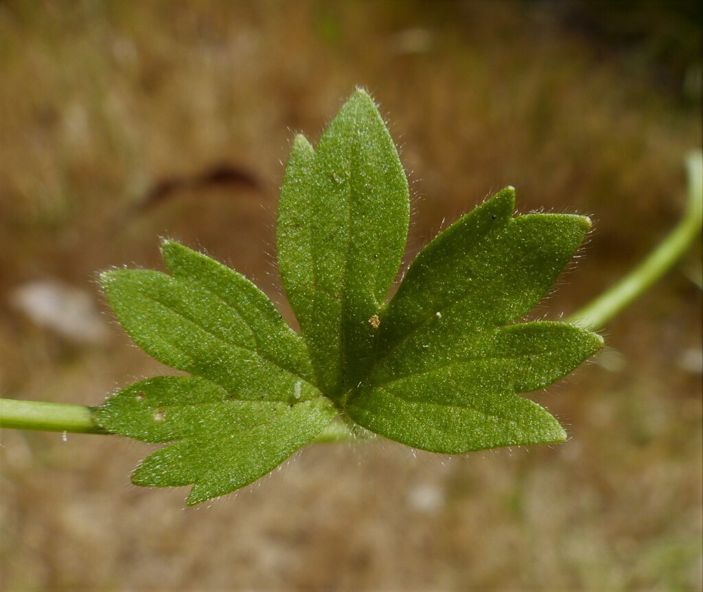 Ranunculus parviflorus (hero image)