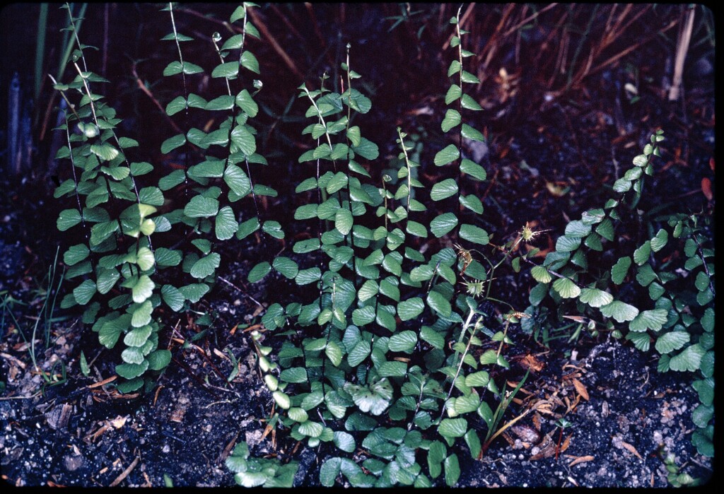 Lindsaea linearis (hero image)