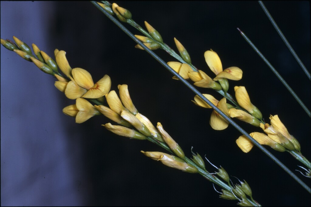 Viminaria juncea (hero image)