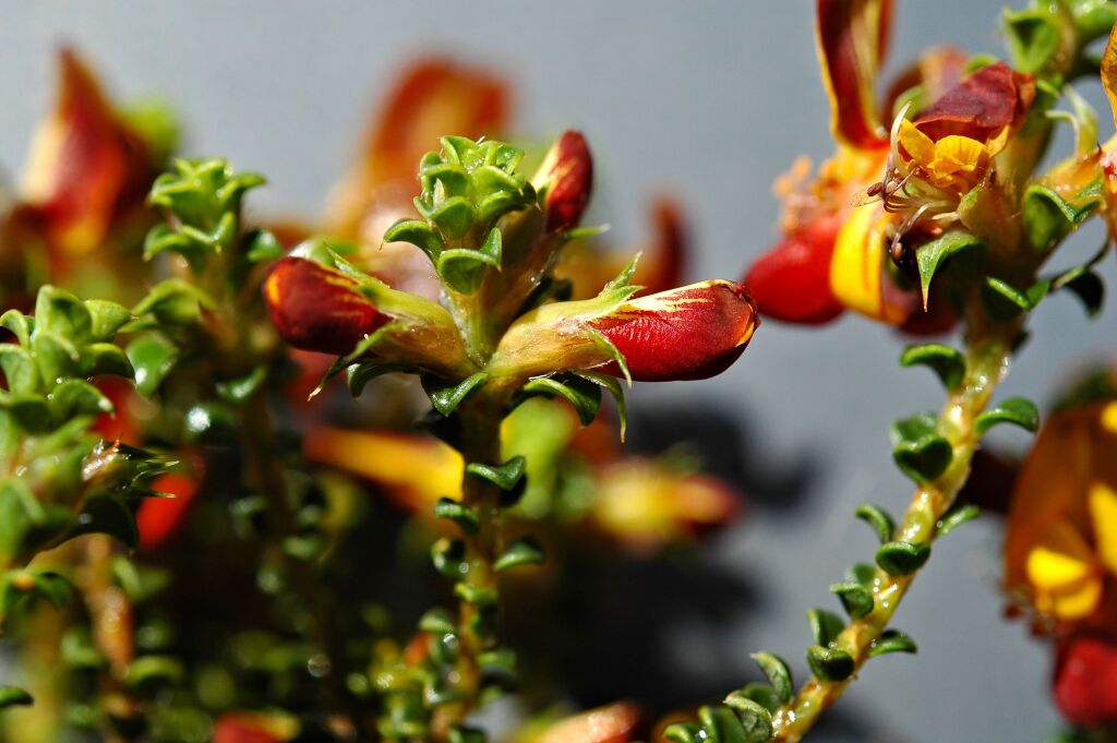 Pultenaea densifolia (hero image)