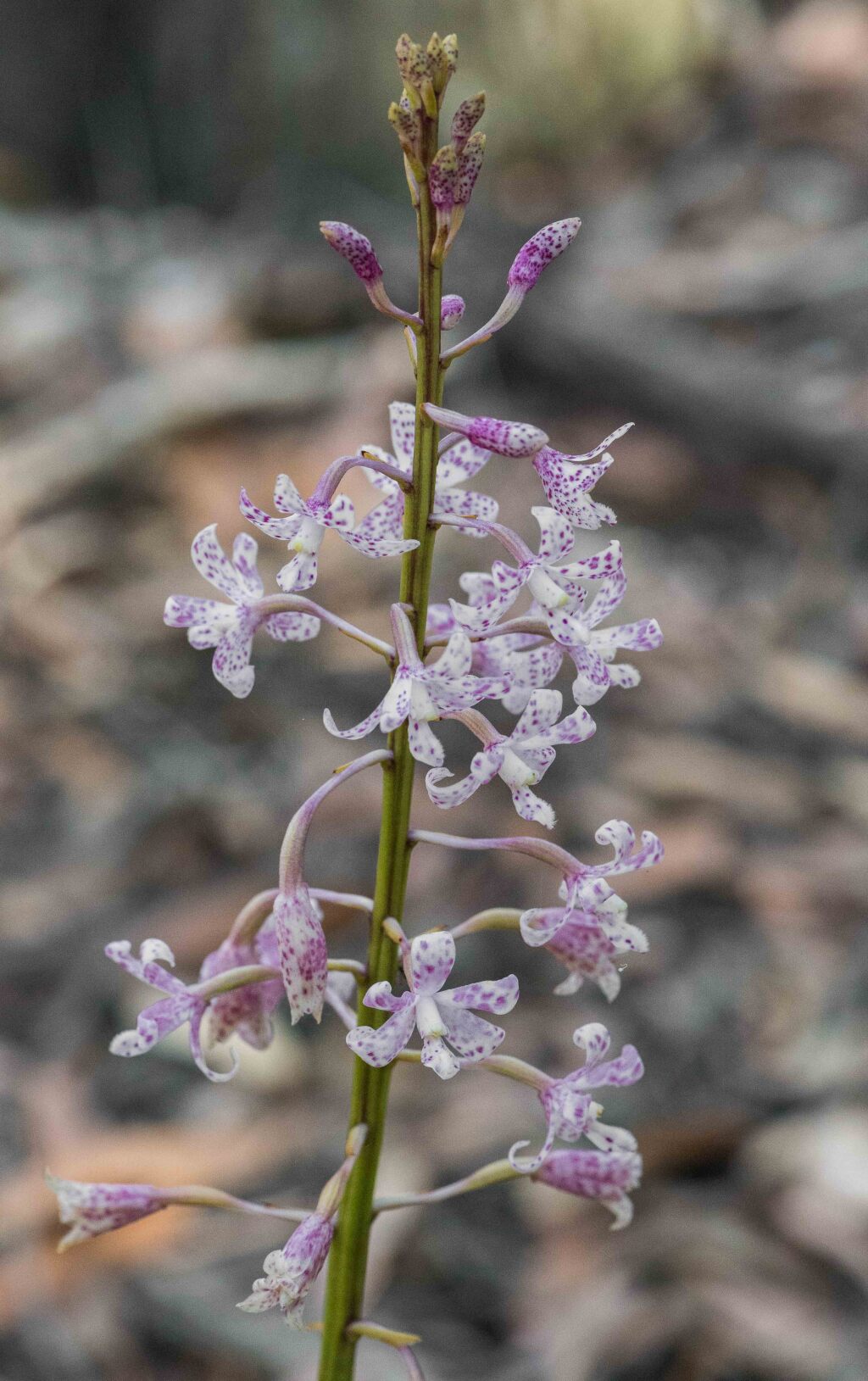 Dipodium pardalinum (hero image)