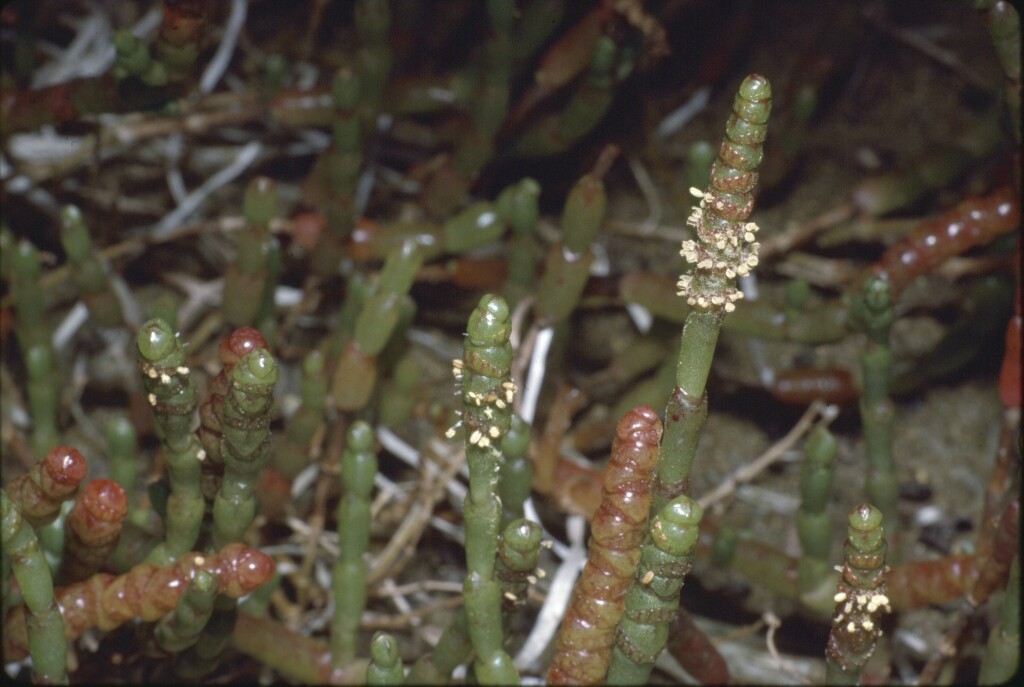 Salicornia quinqueflora (hero image)