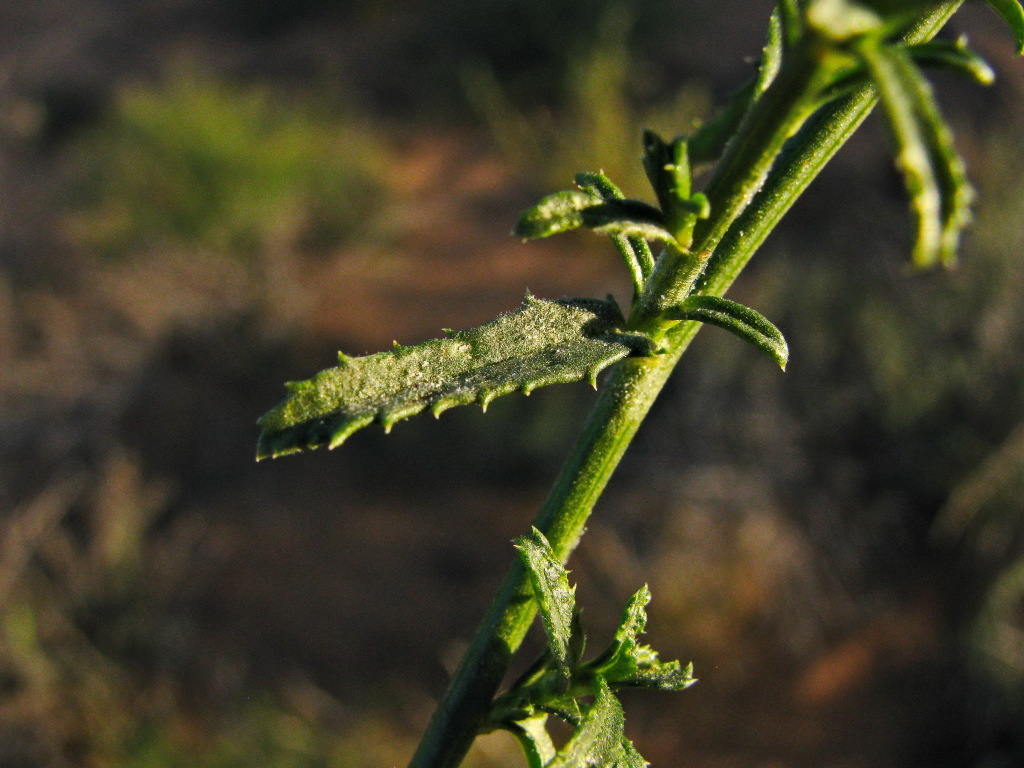 Calotis cymbacantha (hero image)