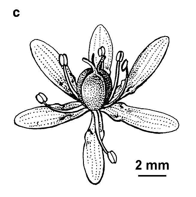 Wurmbea uniflora (hero image)