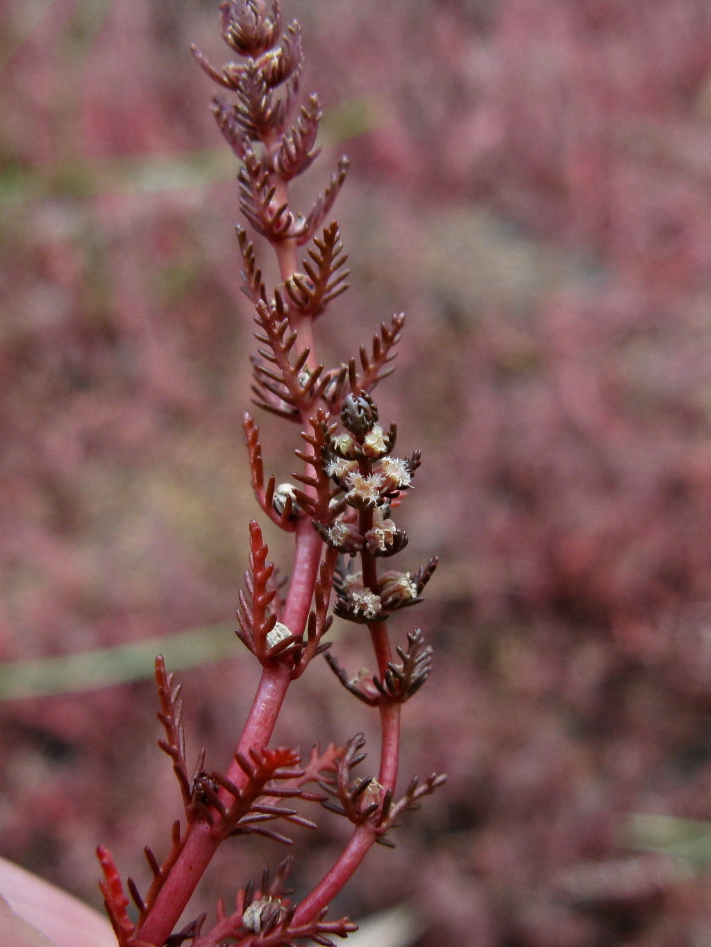 Myriophyllum verrucosum (hero image)